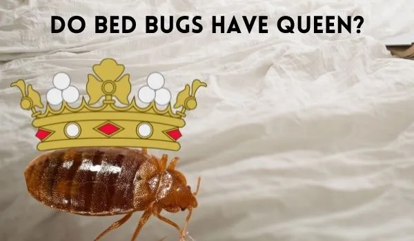 Do Bed Bugs Have Queen?