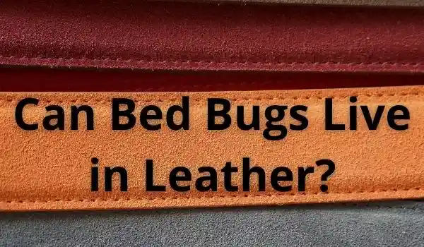 Can Bed Bugs Live in Leather