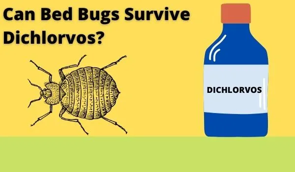 Can Bed Bugs Survive Dichlorvos