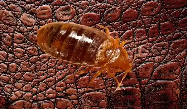 Do Bugs Like Leather Couch,