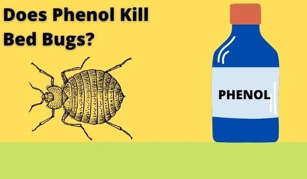 Does Phenol Kill Bed Bugs