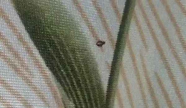 Bed Bugs In Curtains