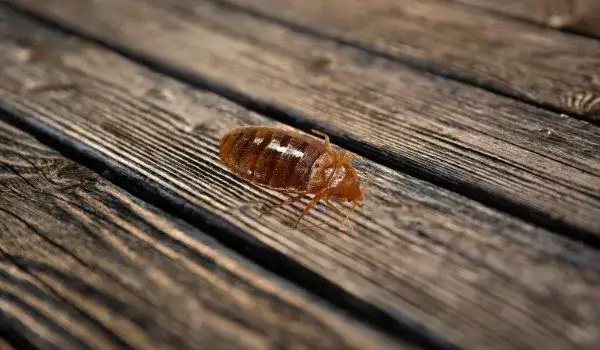 Can Bed Bugs Live In Wooden Floor