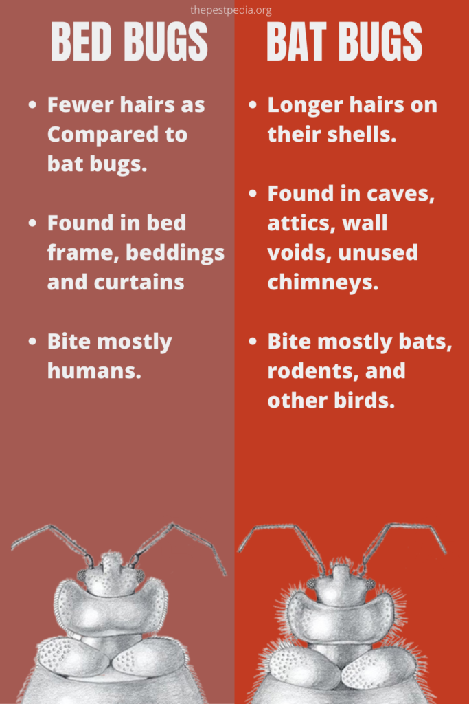 Bat Bugs Vs. Bed Bugs Inforgraphic