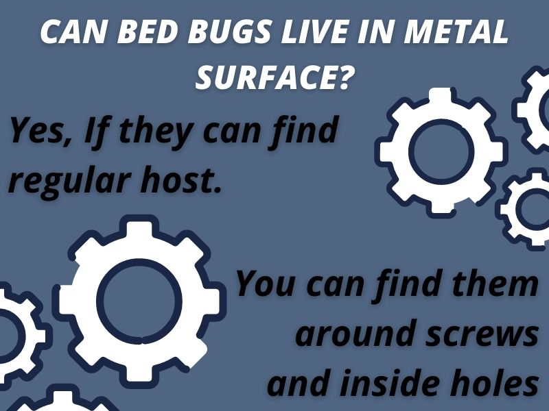 Can bed bugs live In metal surface