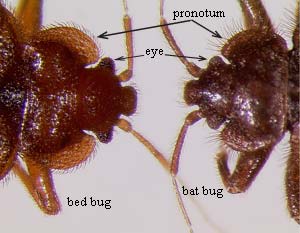 bed bugs vs bat bugs image