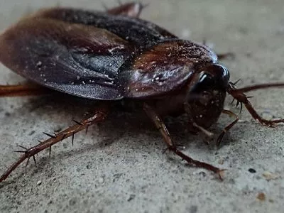 Bed bugs Vs Cockroaches