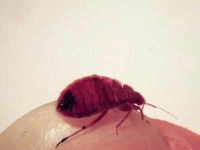 Where Do Red Bed Bugs Come From