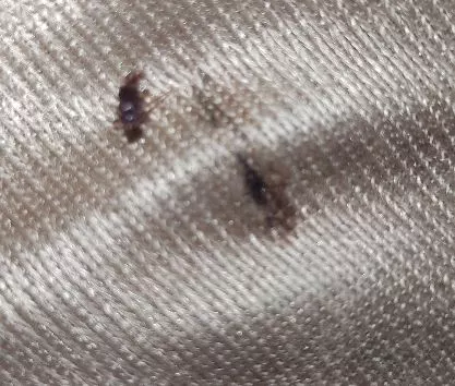bloodstrain due to bed bugs bite