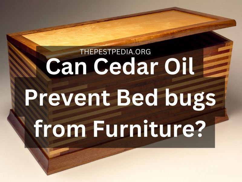Can Cedar Oil Prevent Bed bugs from Furniture