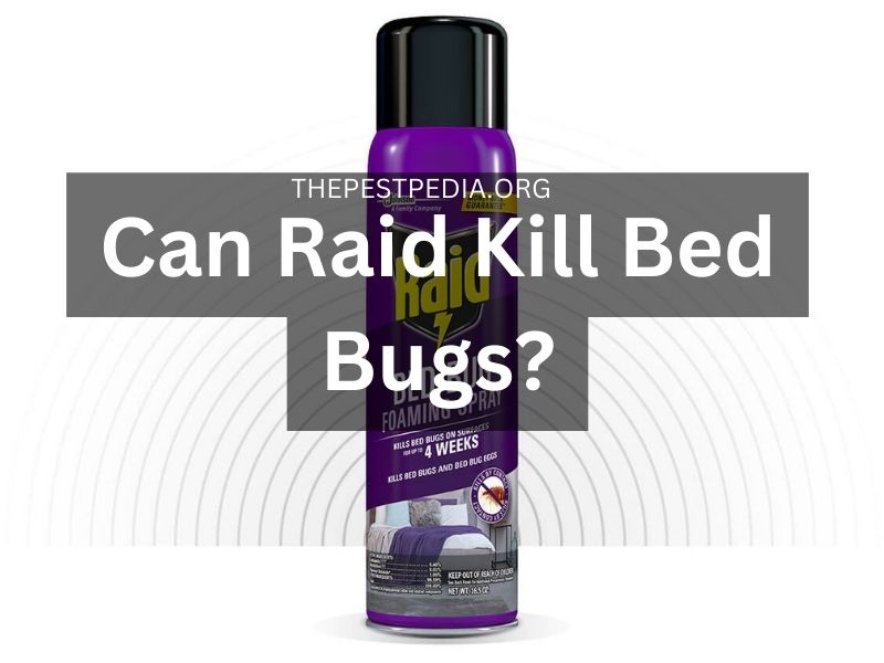 Can Raid Kill Bed Bugs