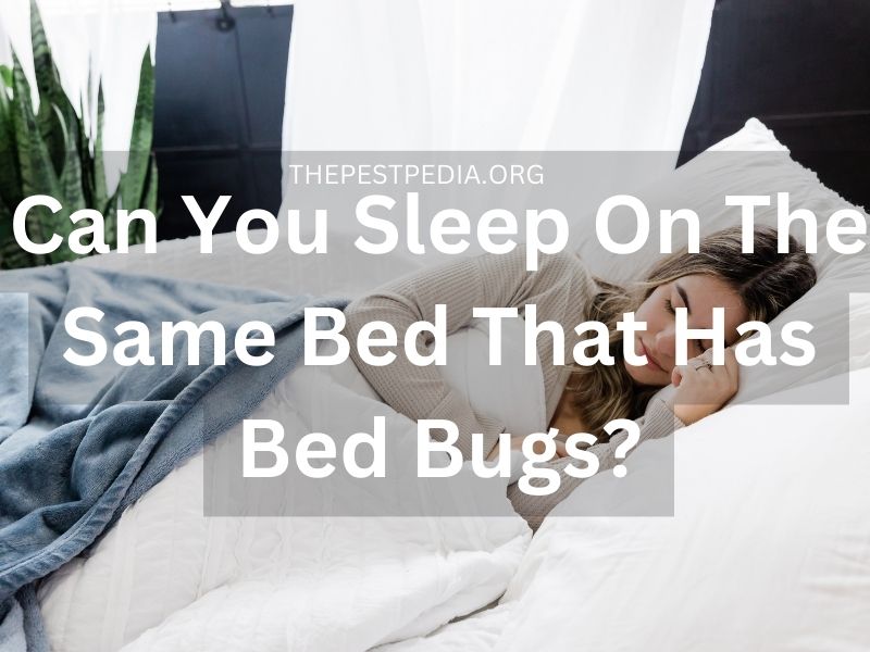 Can You Sleep On The Same Bed That Has Bed Bugs