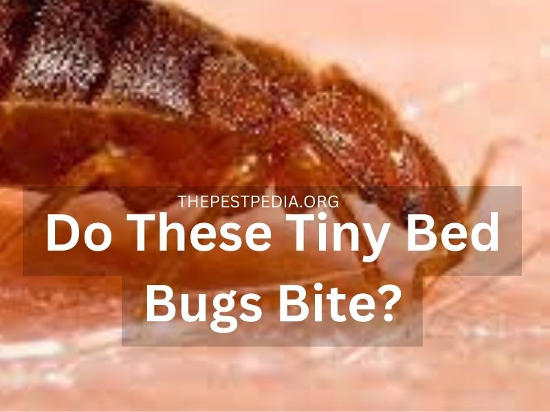 Do These Tiny Bed Bugs Bite