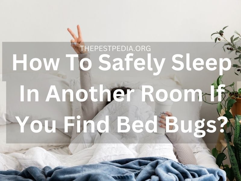 How To Safely Sleep In Another Room If You Find Bed Bugs