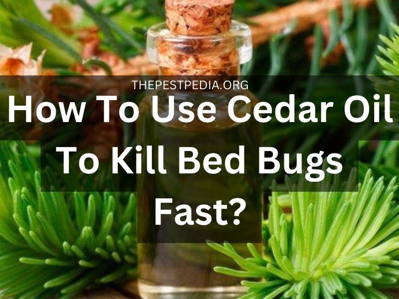 How To Use Cedar Oil To Kill Bed Bugs Fast