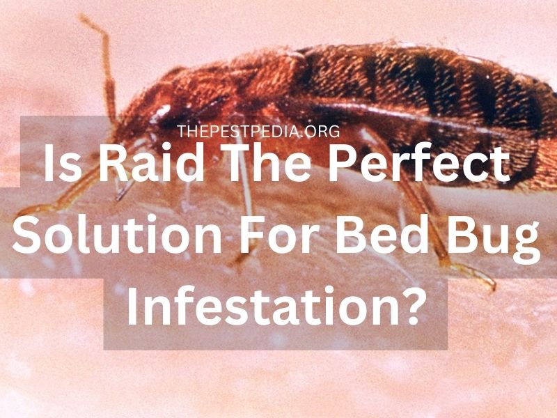 Is Raid The Perfect Solution For Bed Bug Infestation