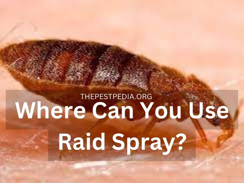 Where Can You Use Raid Spray