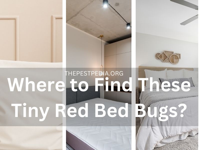 Where to Find These Tiny Red Bed Bugs