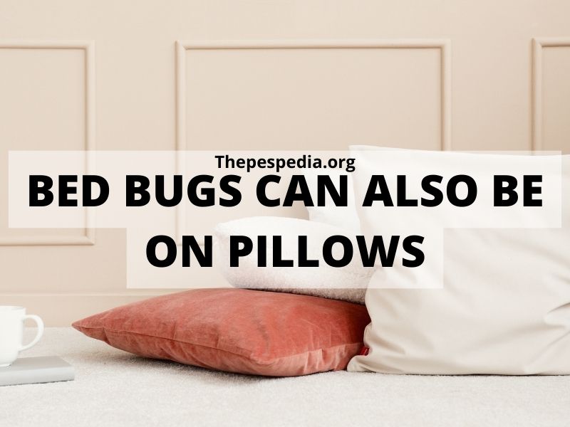 Bed Bugs Can Also Be On pIllows