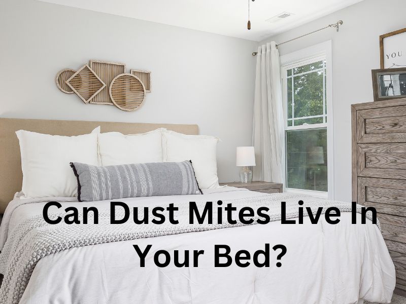 Can Dust Mites Live In Your Bed