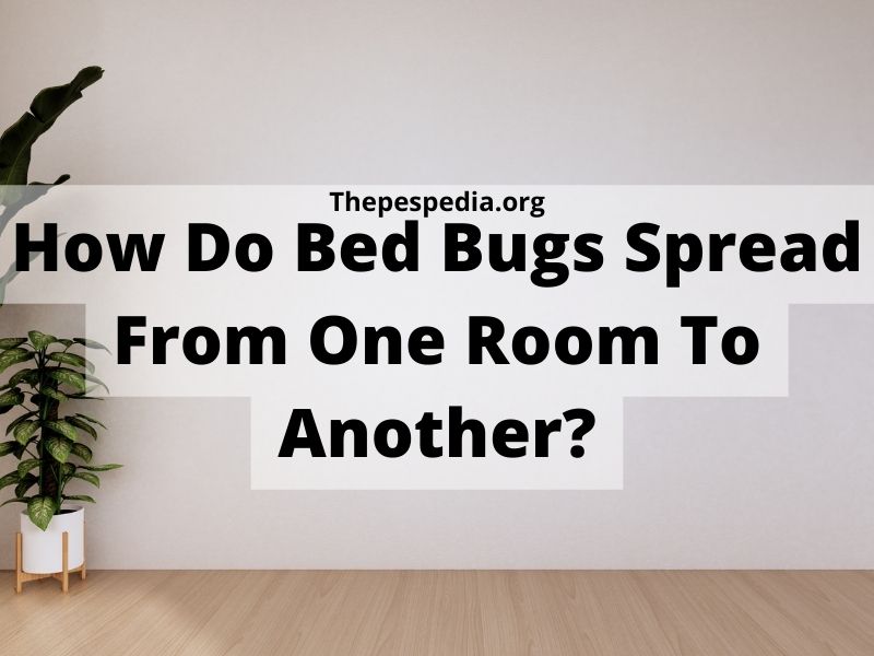How Do Bed Bugs Spread From One Room To Another