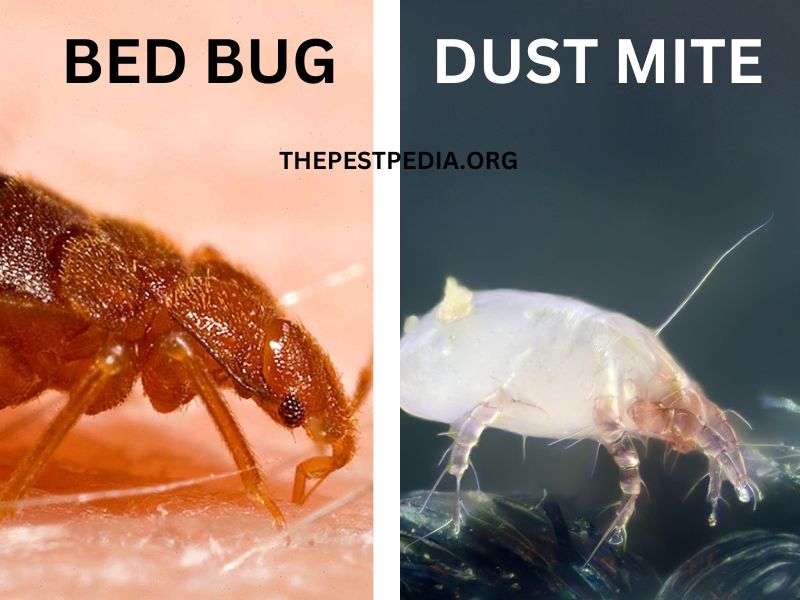 bed bugs vs dust mite picture