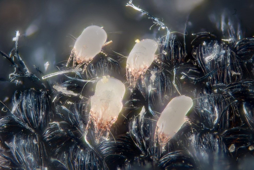 how long can bed bugs and dust mites can stay in your house
