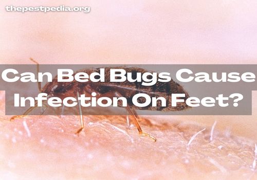 Can Bed Bugs Cause Infection On Feet