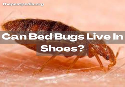 Can Bed Bugs Live In Shoes