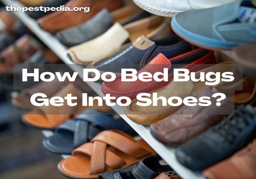 How Do Bed Bugs Get Into Shoes