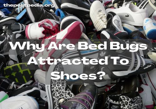 Why Are Bed Bugs Attracted To Shoes