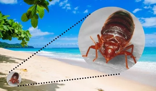 Can You Find Bed Bugs on The Beach