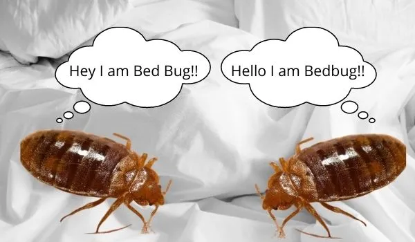 Bed bugs or Bedbugs