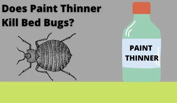 Does Paint Thinner Kill Bed Bugs.webp