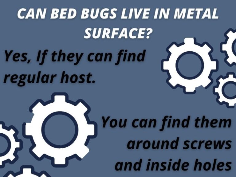 can-bed-bugs-live-in-metal-bed-frame-here-s-what-to-do