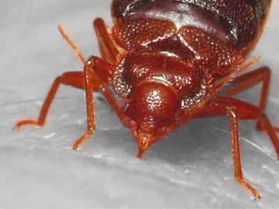 Are Bed Bugs Red In Color