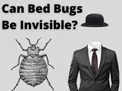 Can Bed Bugs Be Invisible