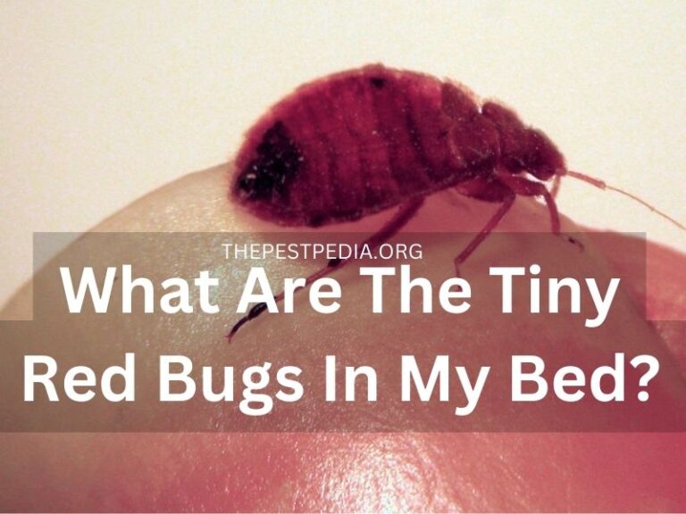 what-are-the-tiny-red-bugs-in-my-bed